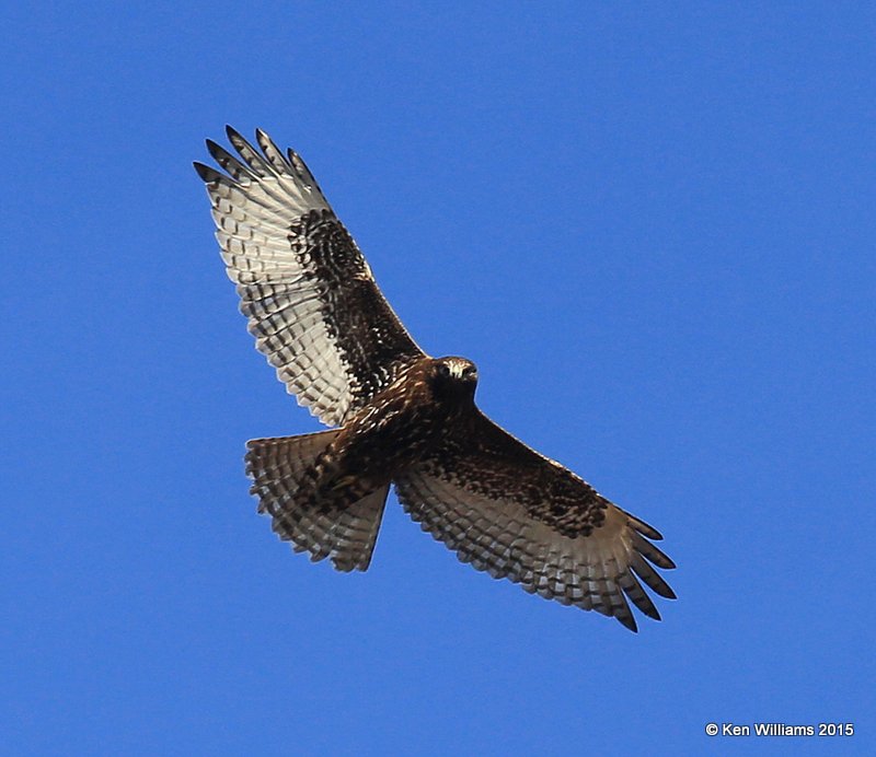 Red-tailed Hawk juvenile dark intermediate morph, Noble Co, OK, 12-23-15, Jp_43030.JPG