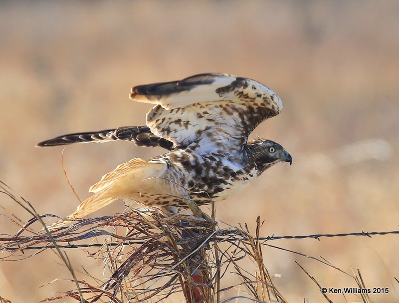 Red-tailed Hawk Harlan's light-morph immature, Noble Co, OK, 12-23-15, Jp_43164.JPG