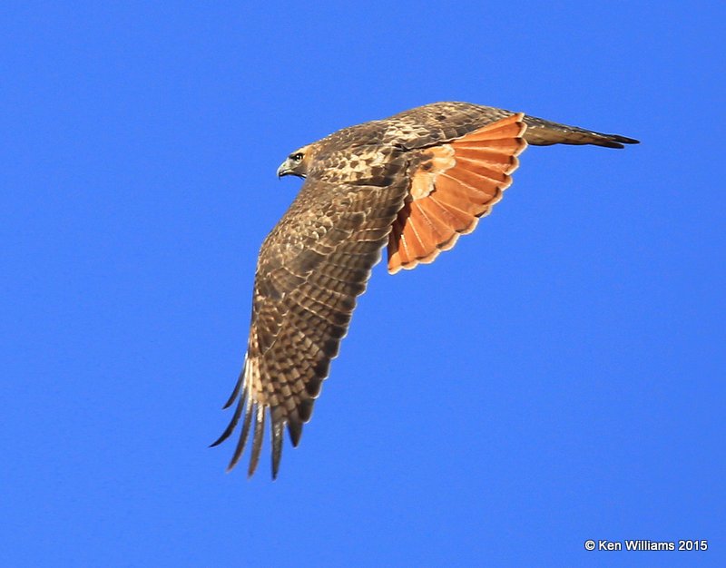Red-tailed Hawk Western adult, Noble Co, OK, 12-23-15, Jp_43197.JPG