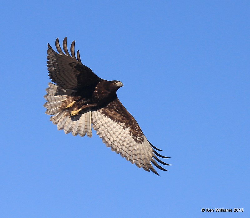 Red-tailed Hawk Western dark morph juvenile, Sooner Lake, Noble Co, OK, 12-14-15, Jp_41393.JPG
