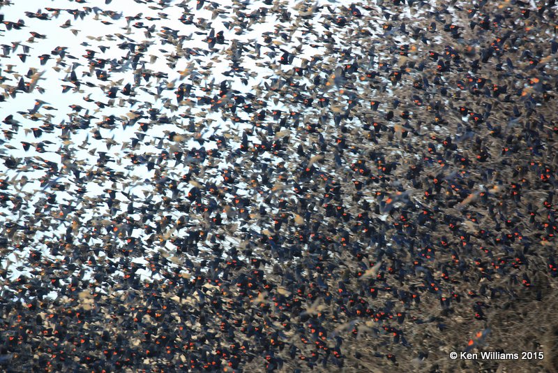 Red-winged Blackbirds, Noble Co, OK, 12-23-15, Jp_43443.JPG