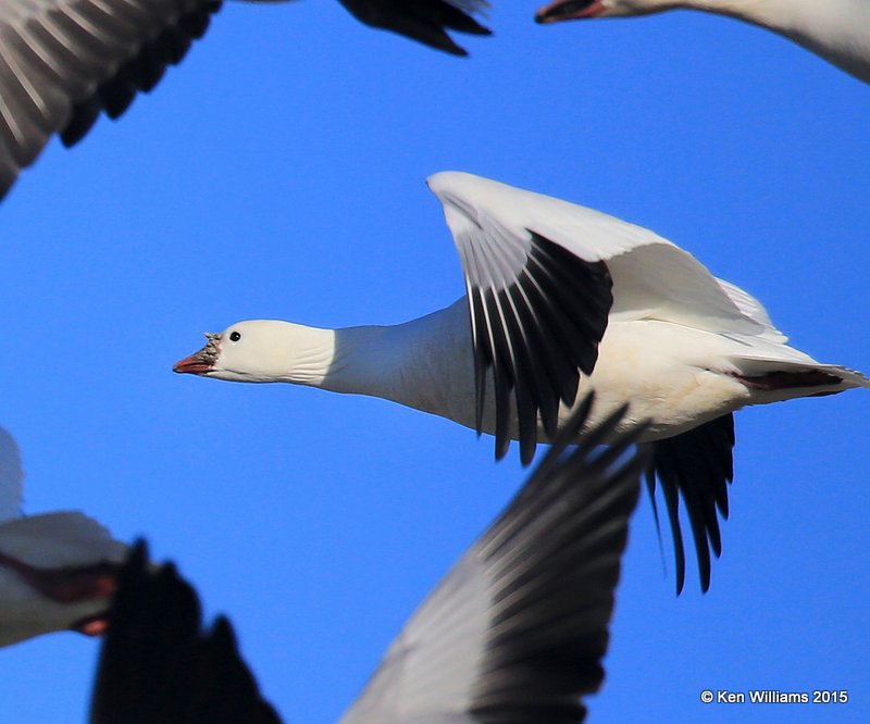 Ross's Goose adult with caruncles, Sequoyah Co, OK, 12-18-15, Jp_42527.JPG