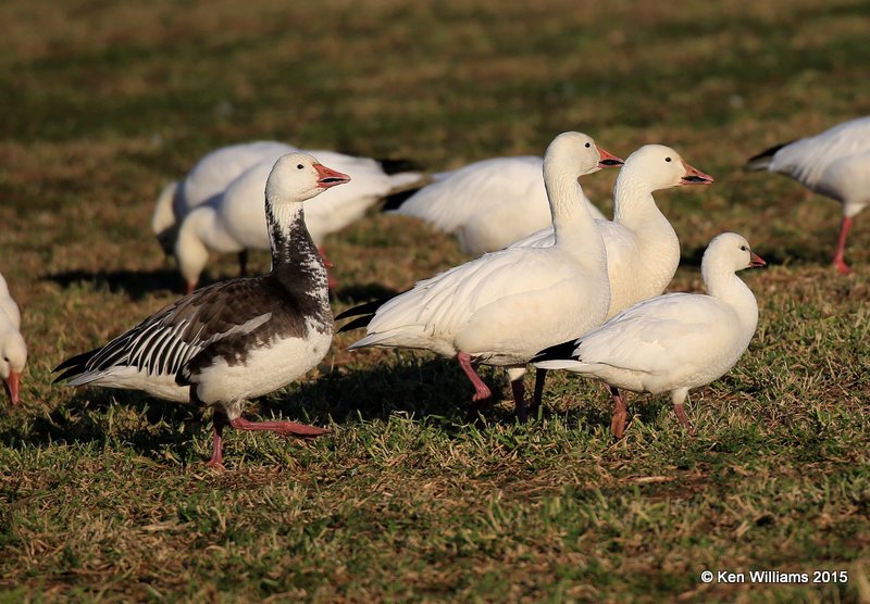 Ross's Goose right & Snow Geese, Sequoyah Co, OK, 12-18-15, Jp_42160.JPG