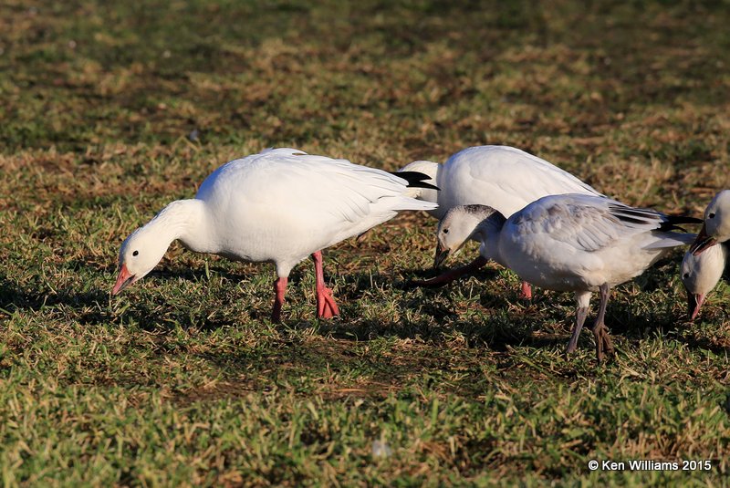 Snow Geese white adult left & juvenile right, Sequoyah Co, OK, 12-18-15, Jp_42443.JPG