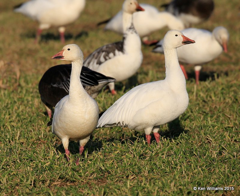 Snow Geese white adults, Sequoyah Co, OK, 12-18-15, Jp_42166.JPG