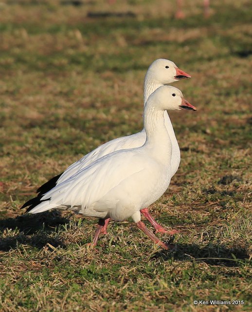 Snow Geese white adults, Sequoyah Co, OK, 12-18-15, Jp_42228.JPG