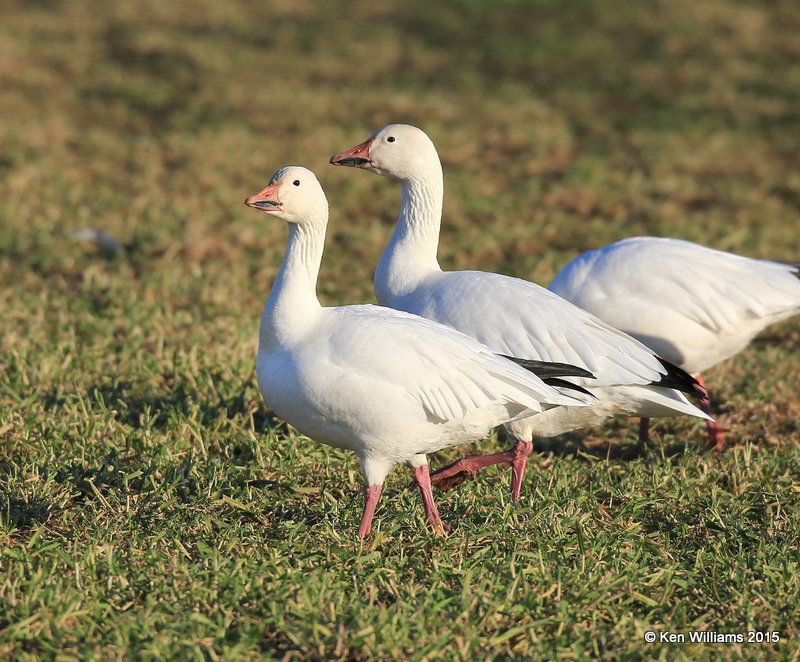 Snow Geese white adults, Sequoyah Co, OK, 12-18-15, Jp_42325.JPG