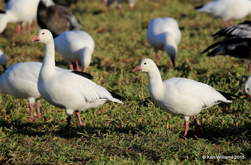 Snow Geese white adults, Sequoyah Co, OK, 12-18-15, Jp_42513.JPG