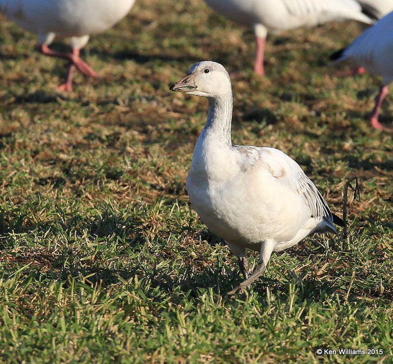 Snow Goose white juvenile, Sequoyah Co, OK, 12-18-15, Jp_42382.JPG