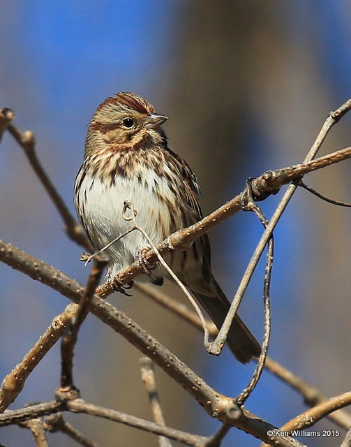 Song Sparrow, Sequoyah Co, OK, 12-18-15, Jp_42751.JPG