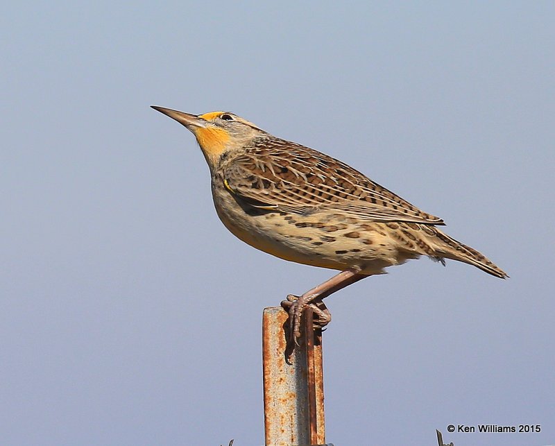 Western Meadowlark nonbreeding, Noble Co, OK, 12-23-15, Jp_43270.JPG