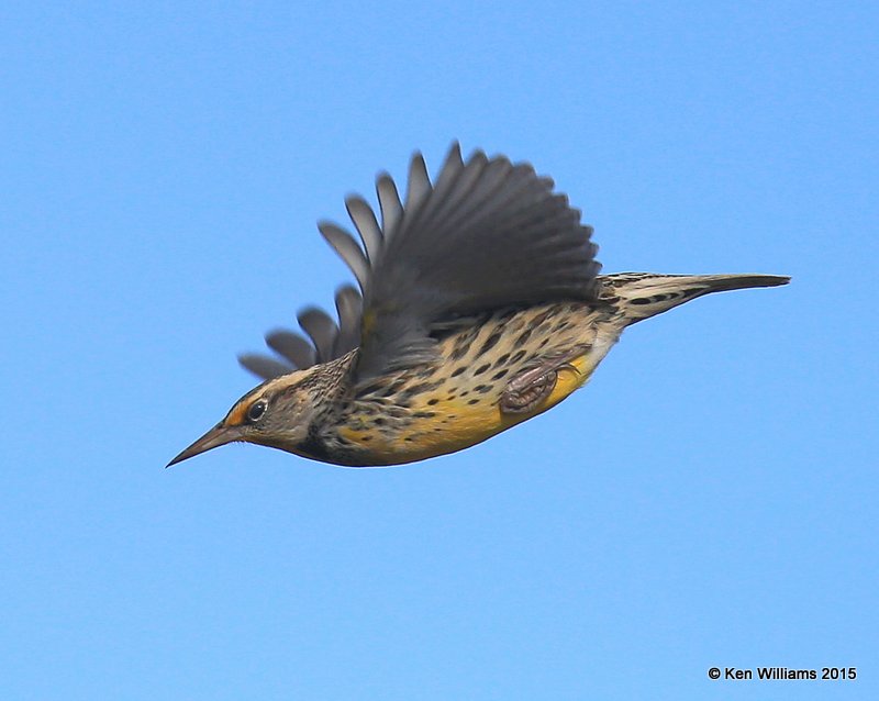 Western Meadowlark nonbreeding, Noble Co, OK, 12-23-15, Jp_43389.JPG