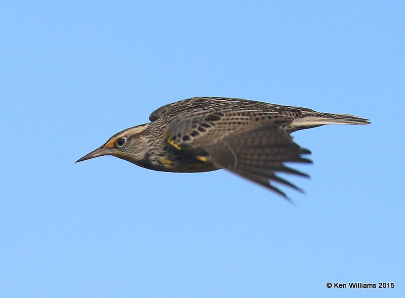 Western Meadowlark nonbreeding, Noble Co, OK, 12-23-15, Jp_43390.JPG