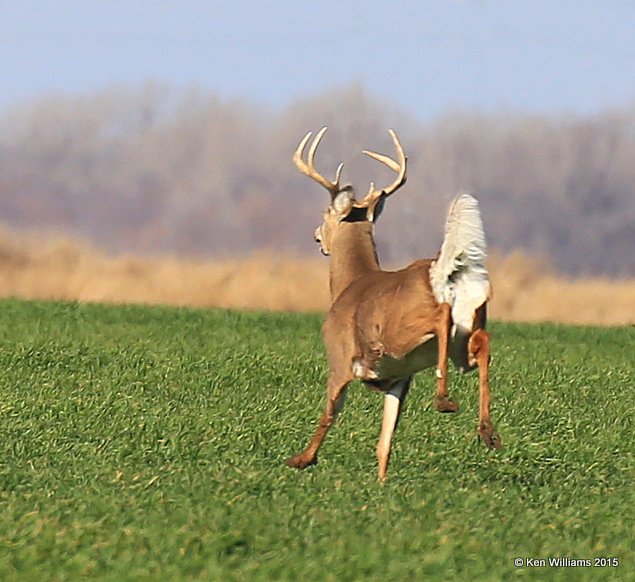 White-tailed Deer, Noble Co, OK, 12-23-15, Jp_43216.JPG