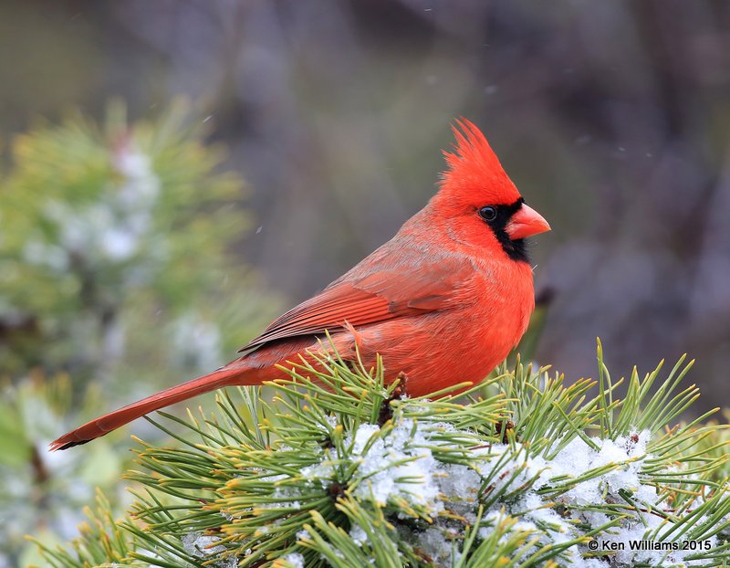 Northern Cardinal male, Rogers Co yard, OK, 12-28-15, Jp_43694.JPG