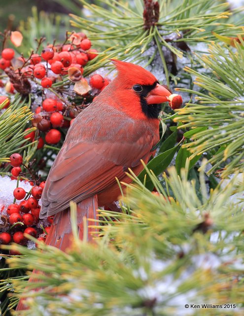 Northern Cardinal male, Rogers Co yard, OK, 12-28-15, Jp_43703.JPG