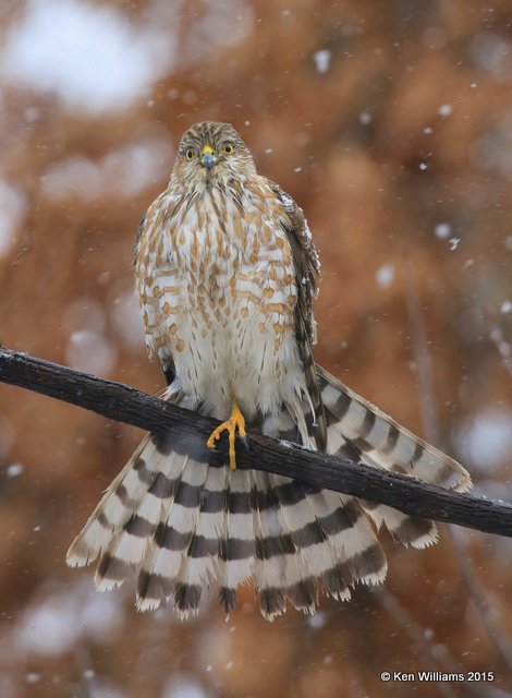 Sharp-shinned Hawk juvenile, Rogers Co yard, OK, 12-28-15, Jp_43586.JPG