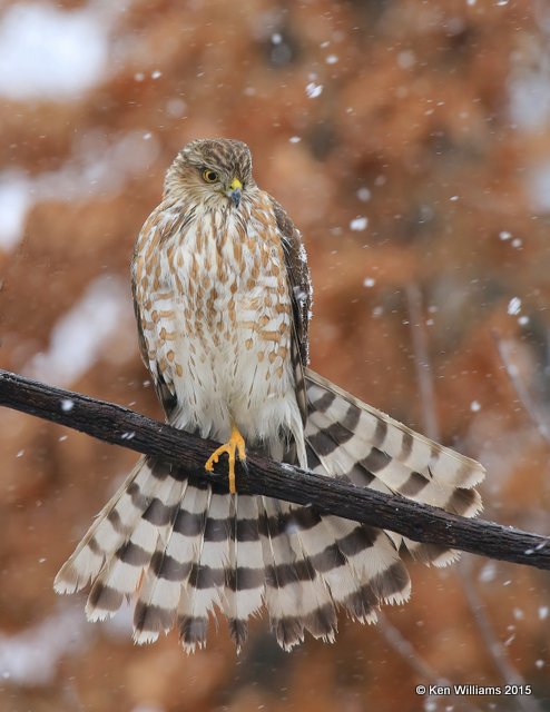 Sharp-shinned Hawk juvenile, Rogers Co yard, OK, 12-28-15, Jp_43595.JPG