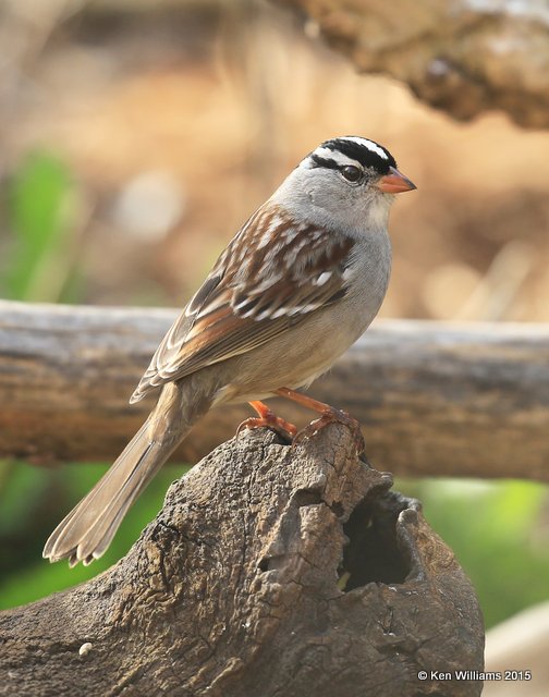 White-crowned Sparrow, Rogers Co yard, OK, 12-11-15, Jp_41090.JPG