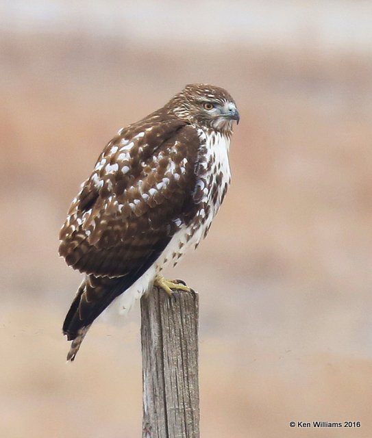 Red-tailed Hawk Eastern subspecies juvenile, Osage Co, OK, 1-4-15, Jp_43903.JPG