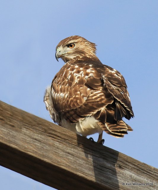 Red-tailed Hawk Eastern subspecies juvenile, Osage Co, OK, 1-4-15, Jp_44439.JPG