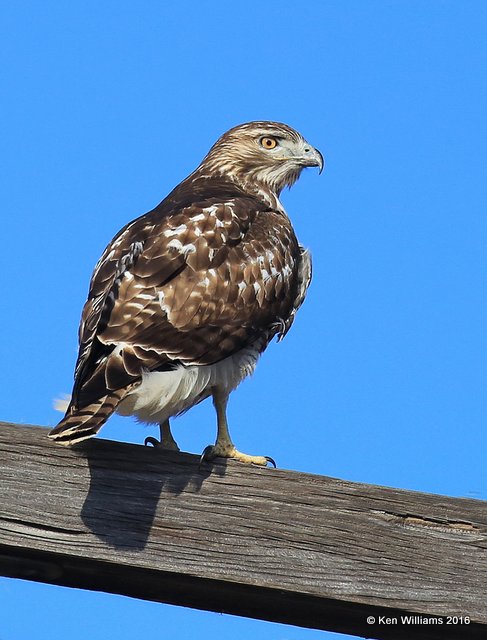 Red-tailed Hawk Eastern subspecies juvenile, Osage Co, OK, 1-4-15, Jp_44565.JPG