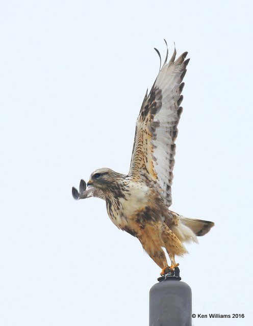 Rough-legged Hawk light-morph female, Osage Co, OK, 1-4-15, Jp_44029.JPG