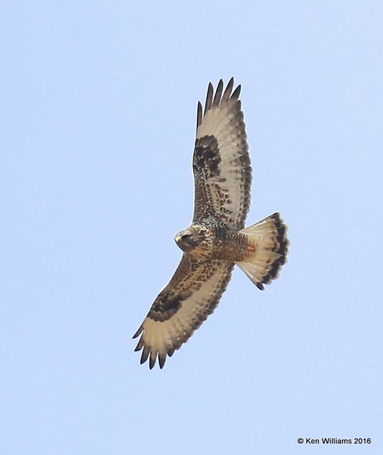Rough-legged Hawk light-morph male, Osage Co, OK, 1-4-15, Jp_44385.JPG