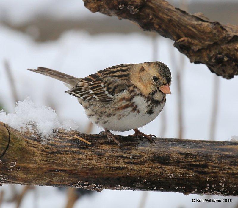 Harris's Sparrow juvenile, Rogers Co, OK, 1-9-16, Jp_44850.JPG