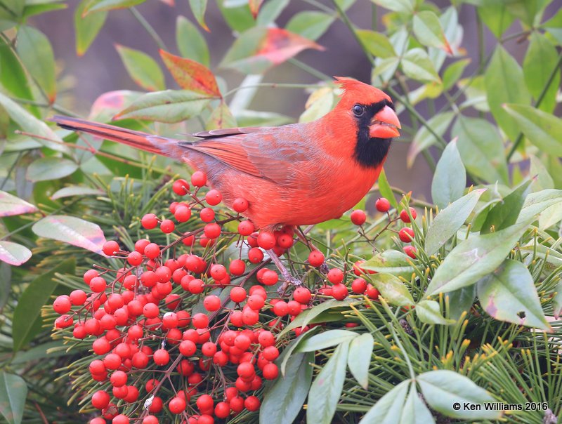 Northern Cardinal male, Rogers Co yard, OK, 12-25-15, Jp_43530.JPG