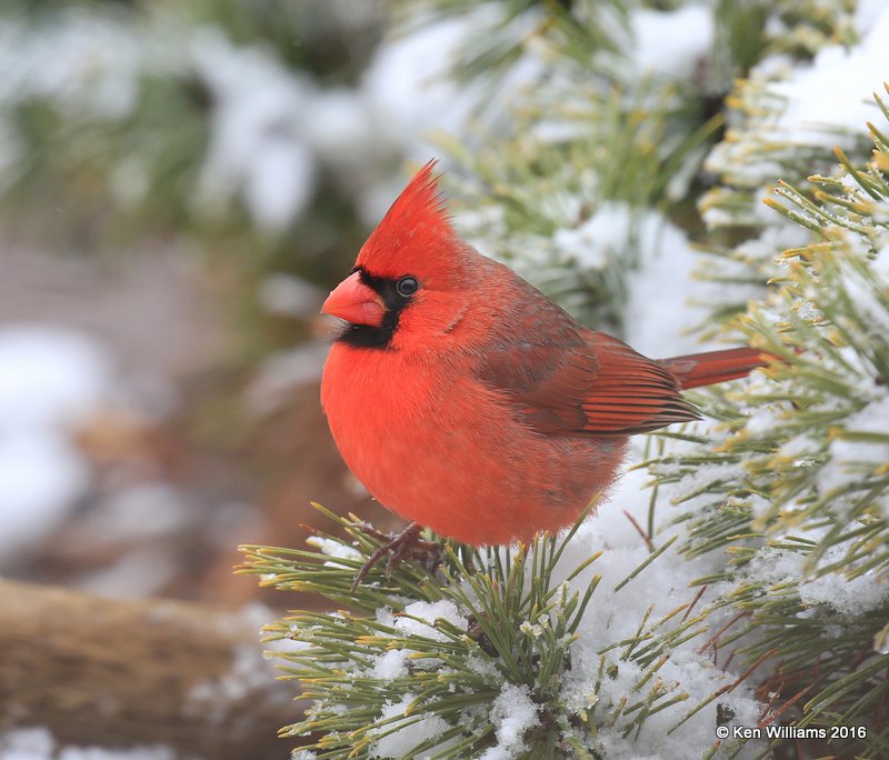 Northern Cardinal male, Rogers Co, OK, 1-9-16, Jp_44803.JPG