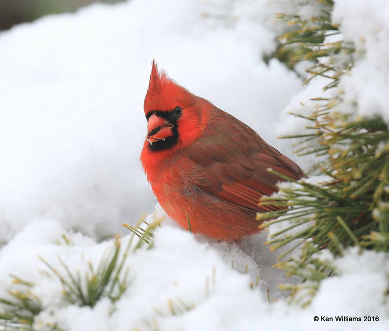 Northern Cardinal male, Rogers Co, OK, 1-9-16, Jp_44843.JPG