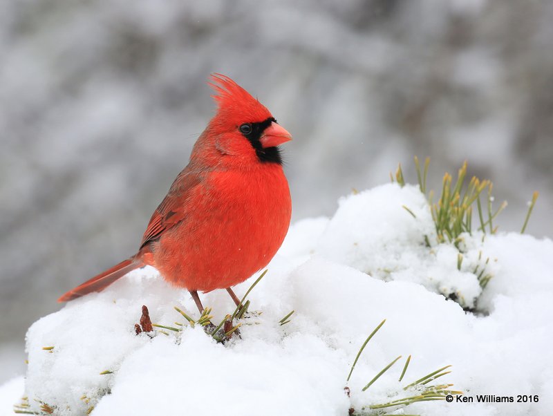 Northern Cardinal male, Rogers Co, OK, 1-9-16, Jp_44848.JPG