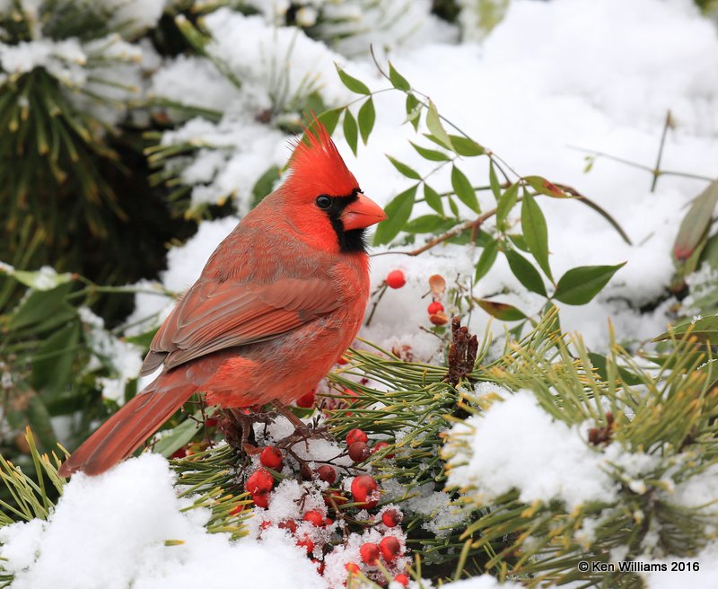 Northern Cardinal male, Rogers Co, OK, 1-9-16, Jp_44892.JPG