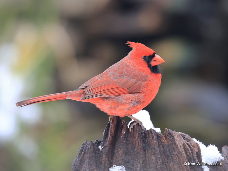 Northern Cardinal male, Rogers Co, OK, 1-9-16, Jp_44905.JPG