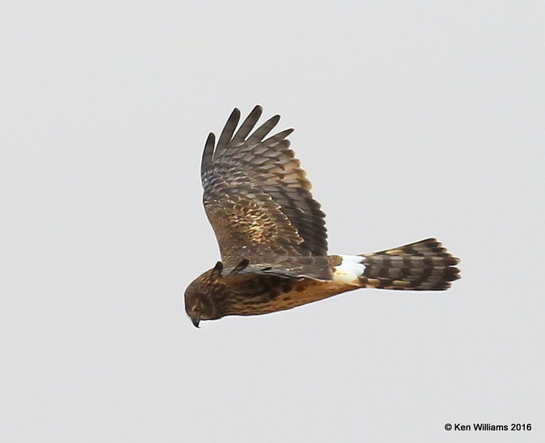 Northern Harrier female, Osage Co, OK, 1-4-15, Jp_44351.JPG