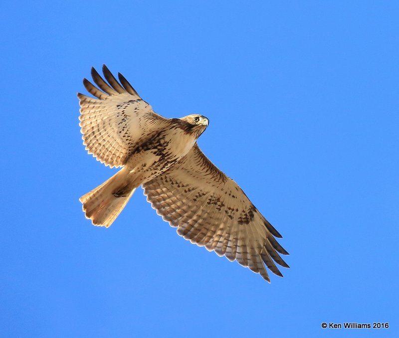 Red-tailed Hawk Eastern subspecies juvenile, Osage Co, OK, 1-4-15, Jp_44545.JPG