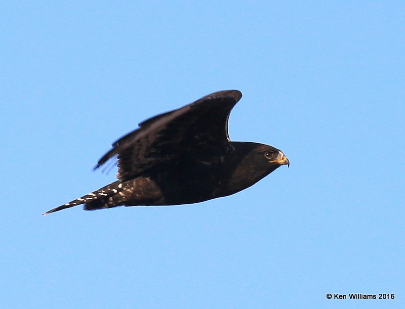 Rough-legged Hawk dark-morph adult male, Osage Co, OK, 1-4-15, Jp_44720.JPG