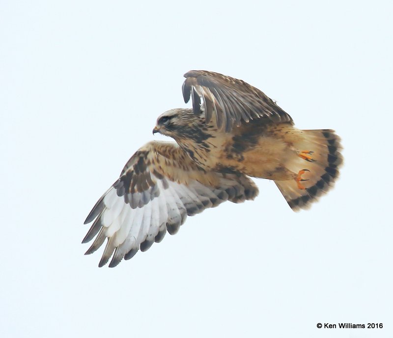 Rough-legged Hawk light-morph female, Osage Co, OK, 1-4-15, Jp_44030.JPG