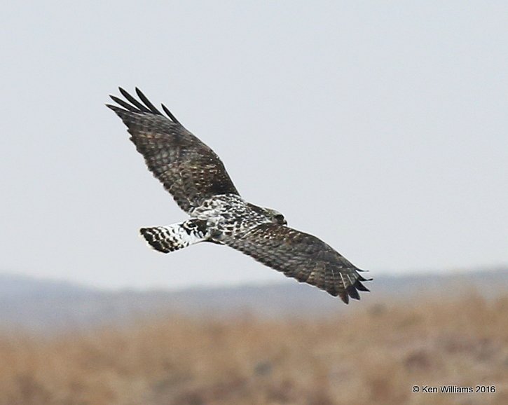 Rough-legged Hawk light-morph male, Osage Co, OK, 1-4-15, Jp_43894.JPG