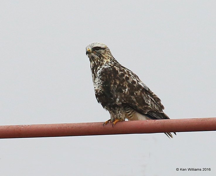 Rough-legged Hawk light-morph male, Osage Co, OK, 1-4-15, Jp_43933.JPG