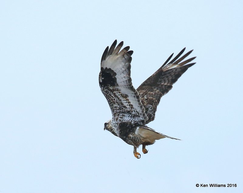 Rough-legged Hawk light-morph male, Osage Co, OK, 1-4-15, Jp_43966.JPG