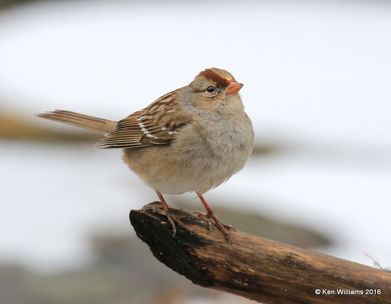 White-crowned Sparrow juvenile, Rogers Co yard, OK, 12-28-15, Jp_43759.JPG