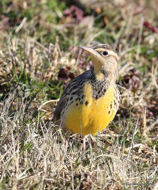 Western Meadowlark, Sequoyah Co, OK, 1-12-16, Jp_45435.JPG