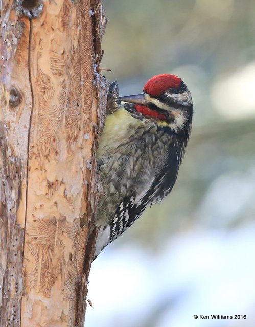 Yellow-bellied Sapsucker male, Rogers Co, OK, 1-10-16, Jp_45011.JPG