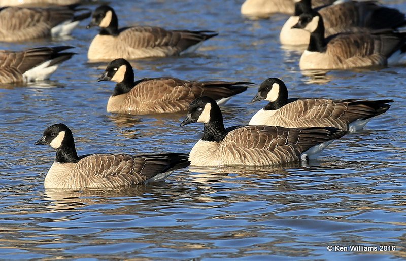 Cackling Geese - Richardson's & Canada Geese - Lesser front right, Garfield Co, OK, 1-11-16, Jp_45293.JPG
