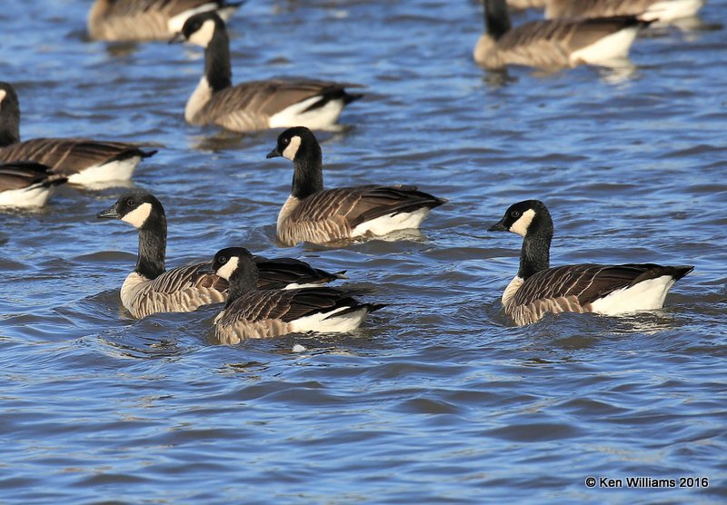 Cackling Geese - Richardson's & Canada Goose - Common right, Garfield Co, OK, 1-11-16, Jp_45270.JPG