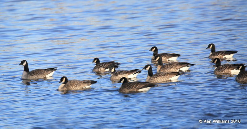 Cackling Geese, Garfield Co, OK, 1-11-16, Jp_45335.JPG