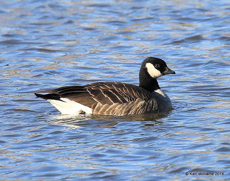 Cackling Goose - Richardson's, Garfield Co, OK, 1-11-16, Jp_45305.JPG