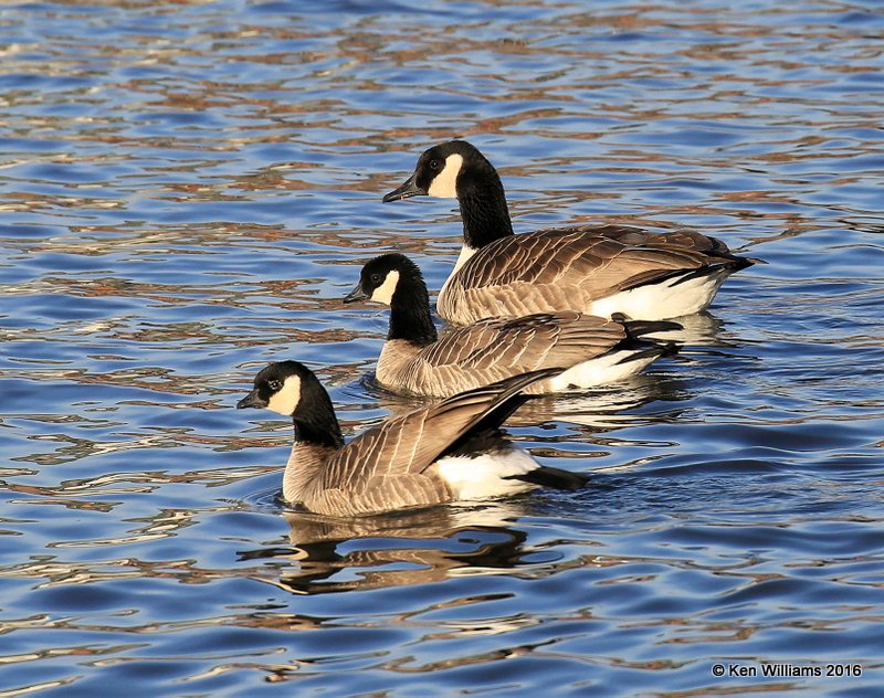 Cackling Geese - Richardson's front two & Canada Geese - Common back, Garfield Co, OK, 1-11-16, Jp_45358.JPG